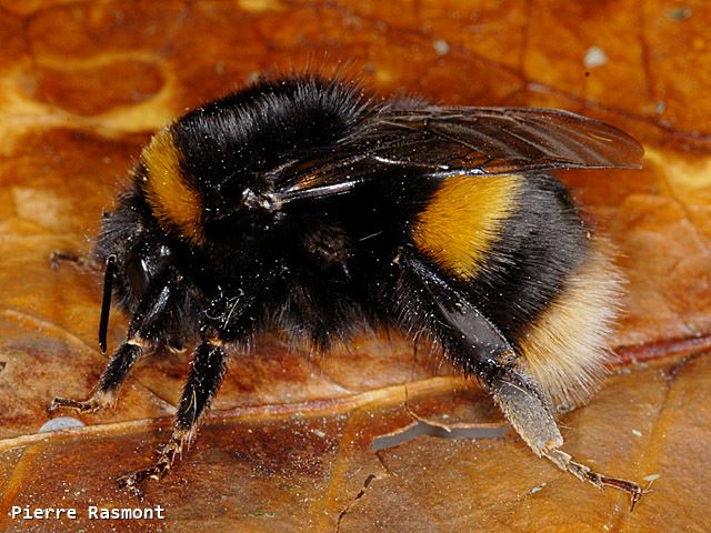 Bombus terrestris audax Queen