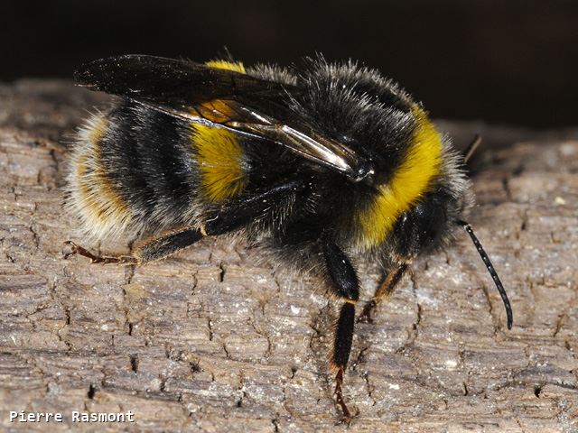 Bombus terrestris audax