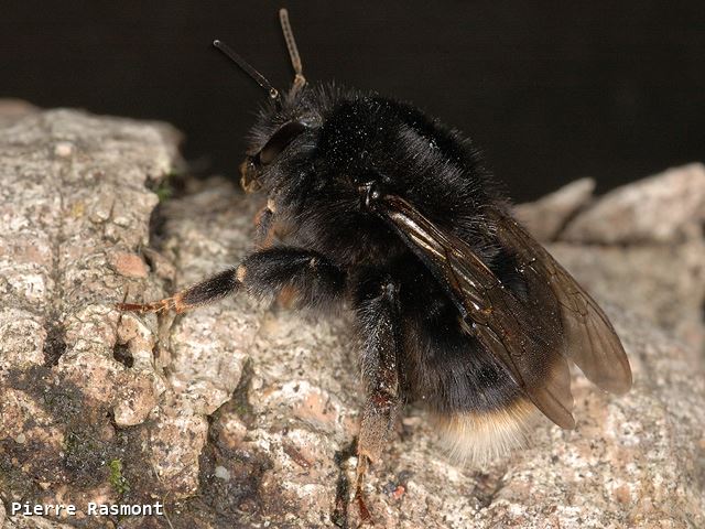 Bombus canariensis Queen