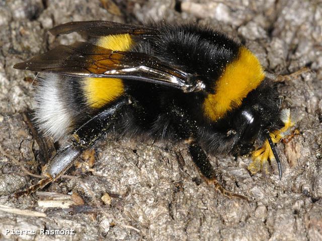 Bombus terrestris dalmatinus Queen