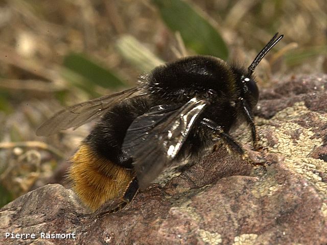 Bombus confusus confusus Male