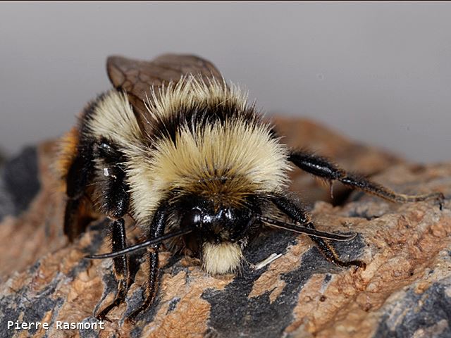 Bombus cullumanus serrisquama Male