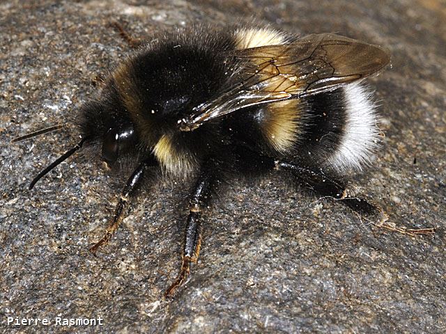 Bombus cryptarum cryptarum Male