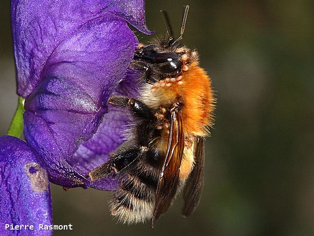 Bombus consobrinus Worker