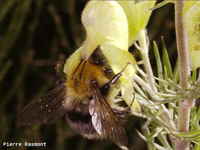 Bombus gerstaeckeri Male