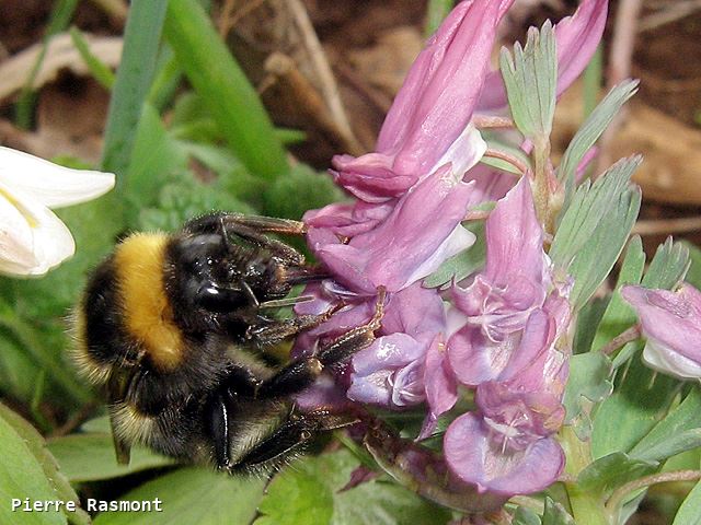 Bombus hortorum queen