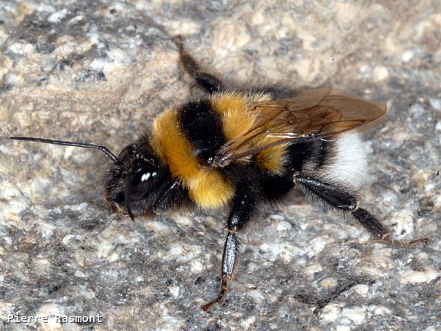 Bombus ruderatus autumnalis Male