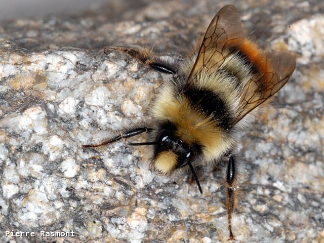 Bombus sicheli flavissimus Male