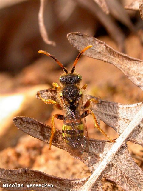 Nomada fucata mâle