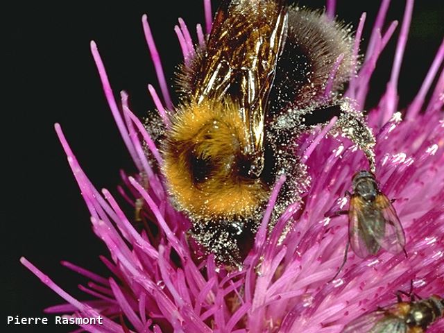 Bombus cingulatus Female