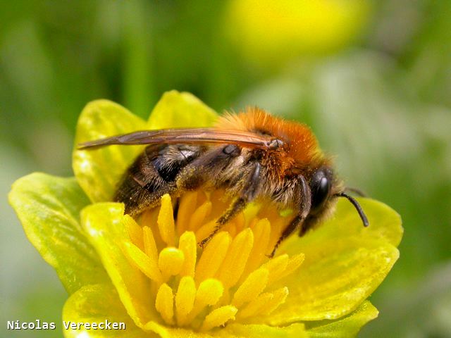 Andrena nitida femelle