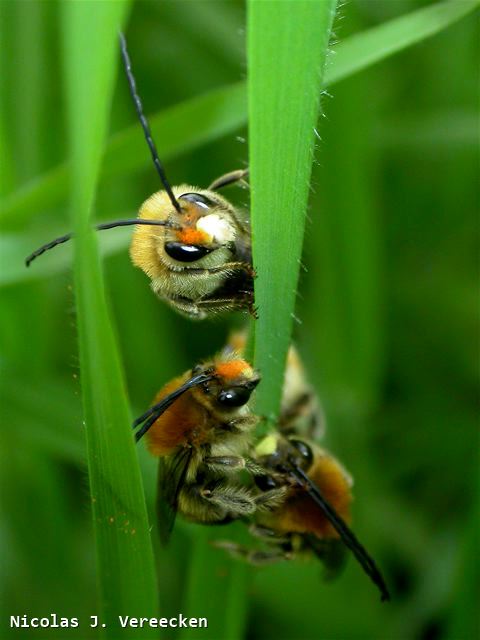 Eucera nigrescens mâles