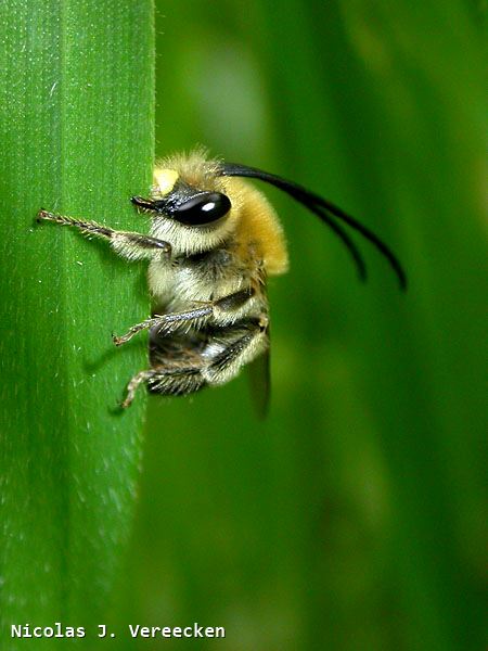 Eucera nigrescens mâle