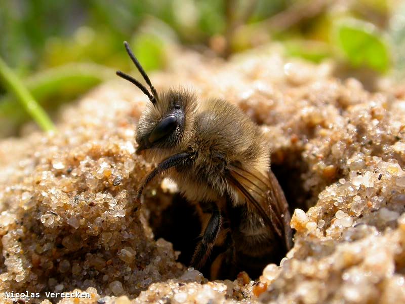 Colletes cunicularius femelle