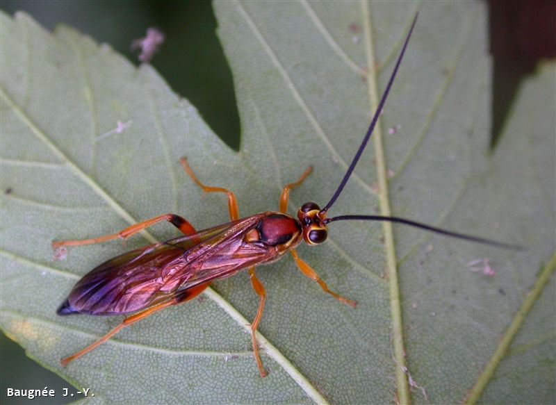 Lymantrichneumon disparis