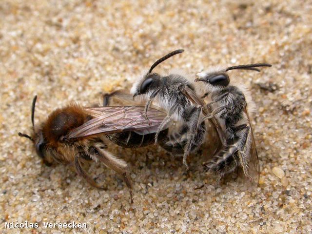 Andrena barbilabris trio in copula