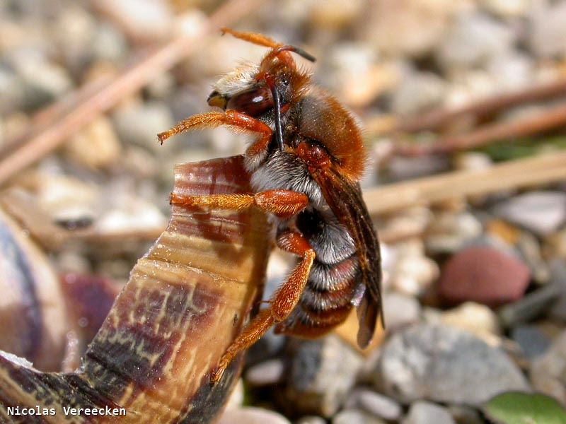 Anthidium sticticum mâle