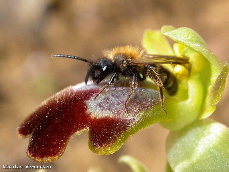 Andrena bicolor mâle sur Ophrys lupercalis (plante de Saint-Bauzille-de-Montmel, F-34)