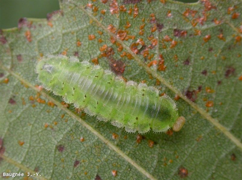 Platycampus luridiventris