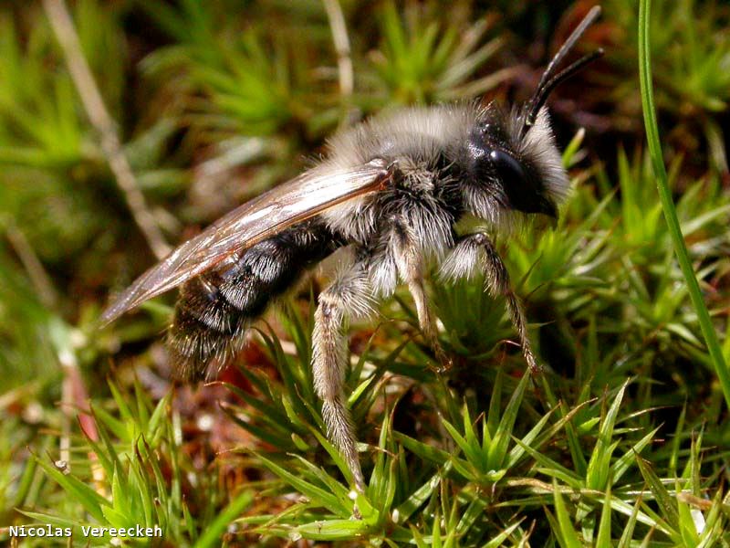 Andrena vaga mâle