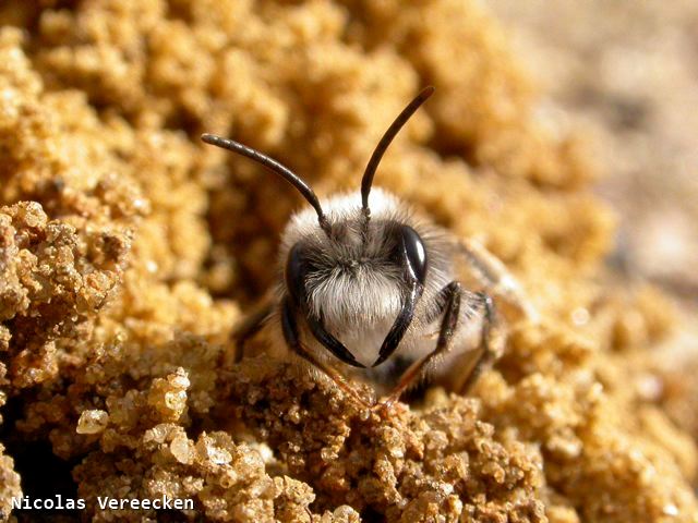 Andrena vaga mâle