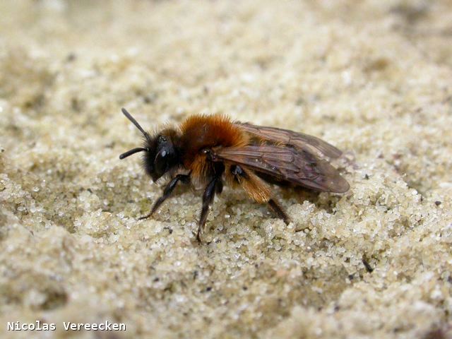 Andrena bicolor femelle