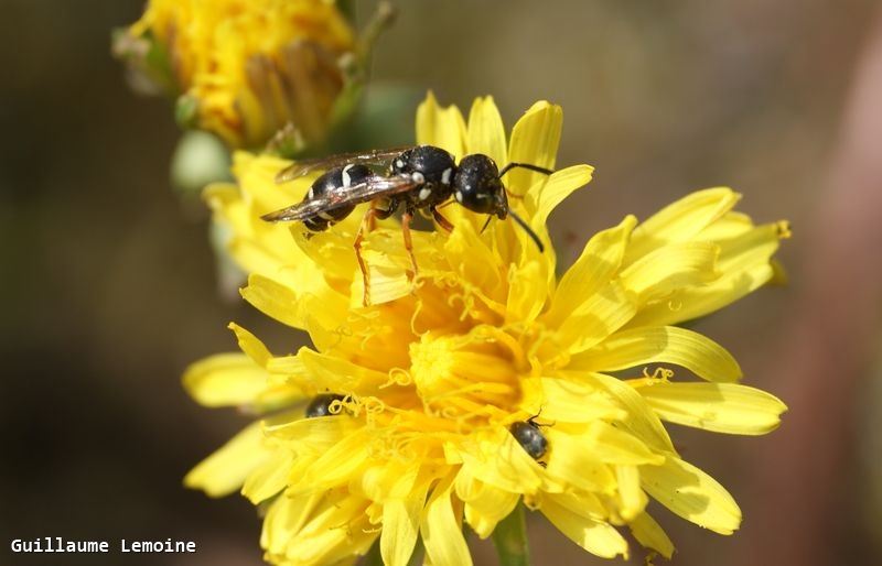 Pterocheilus phaleratus