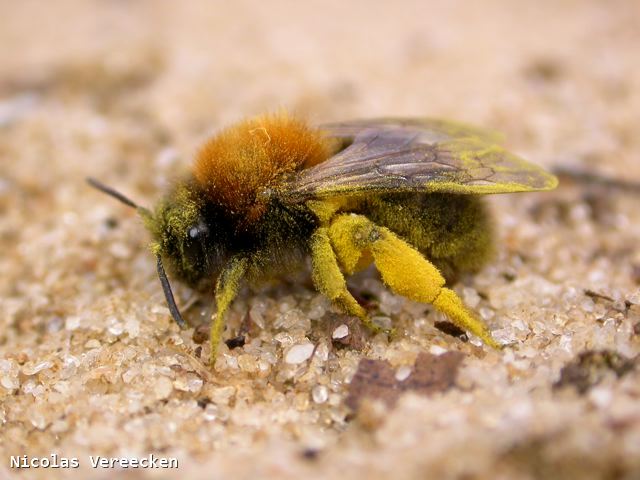 Andrena clarkella femelle