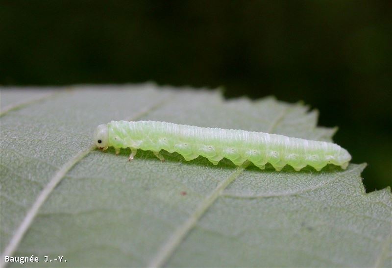 Monsoma pulveratum