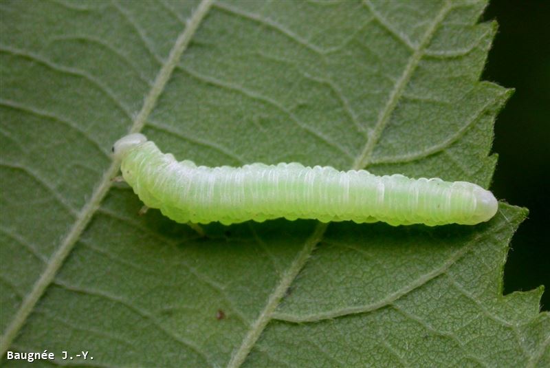 Monsoma pulveratum