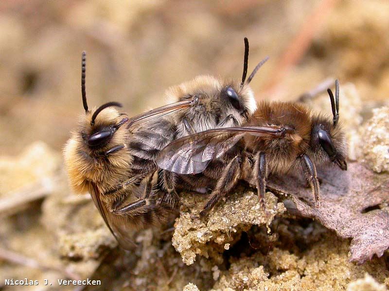 Colletes cunicularius