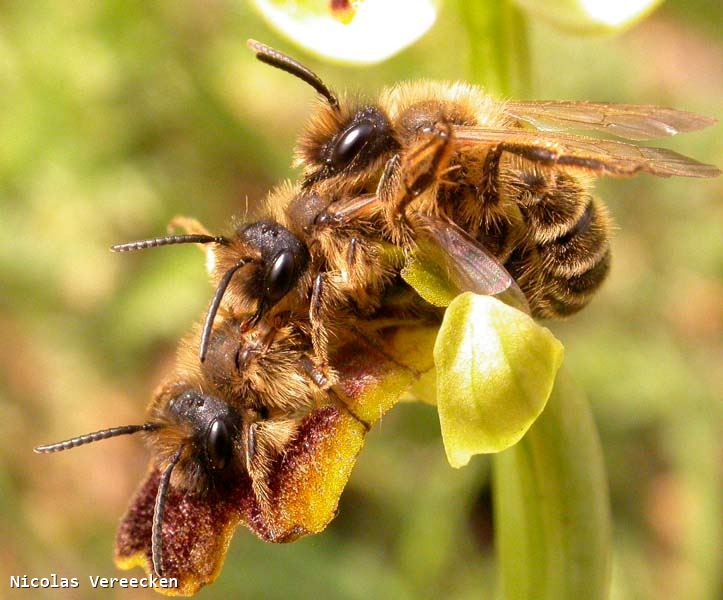 Andrena flavipes mâles sur Ophrys bilunulata (plante de Montferrier, F-34)