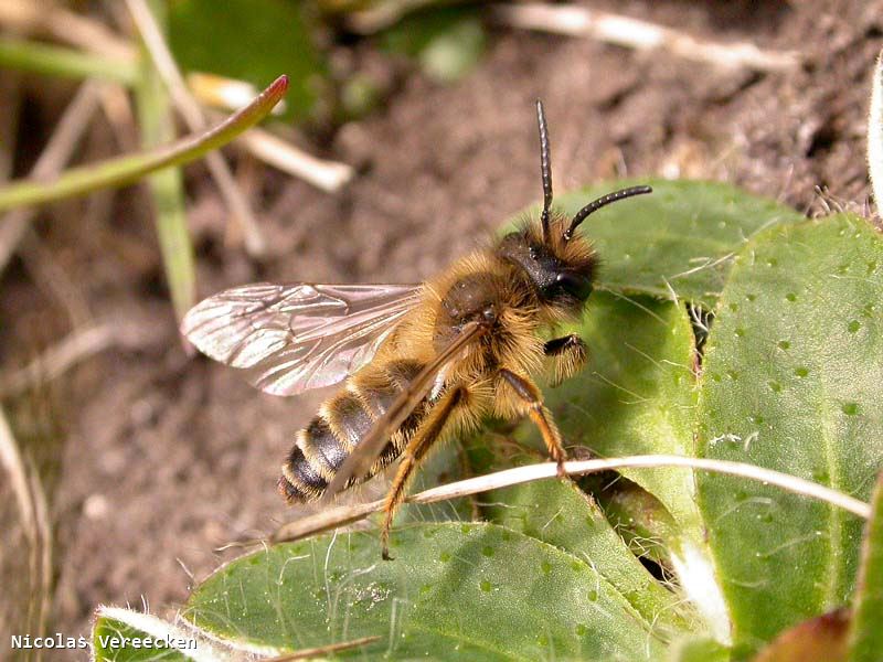 Andrena flavipes mâle