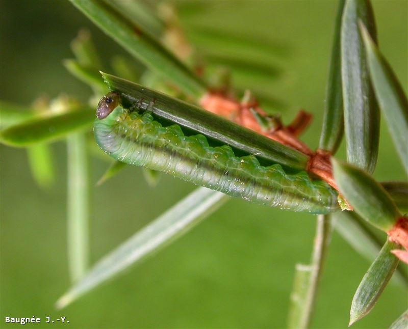 Monoctenus juniperi