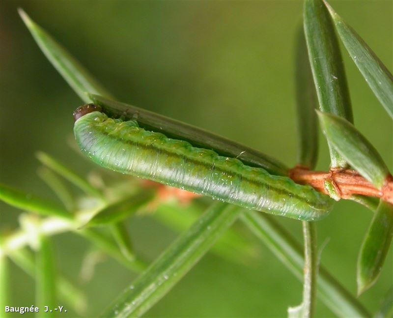 Monoctenus juniperi