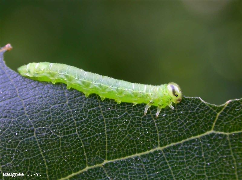 Pristiphora leucopus