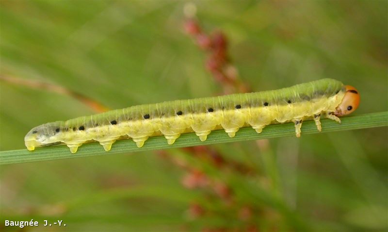 Dolerus brevicornis