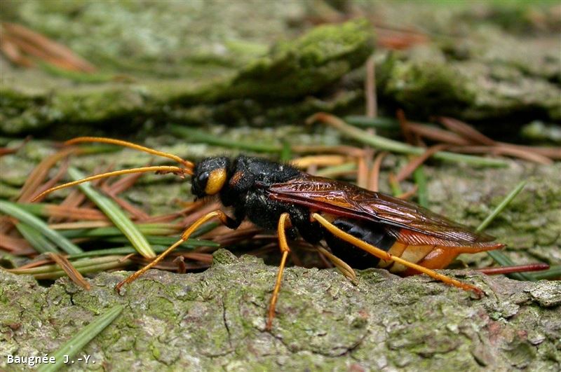 Urocerus gigas