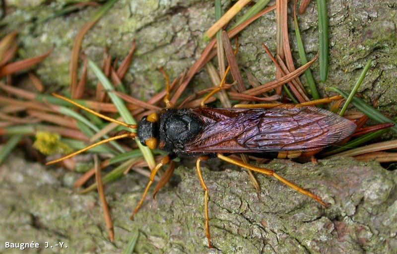 Urocerus gigas