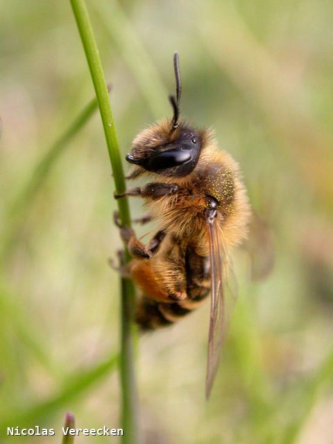 Andrena flavipes femelle