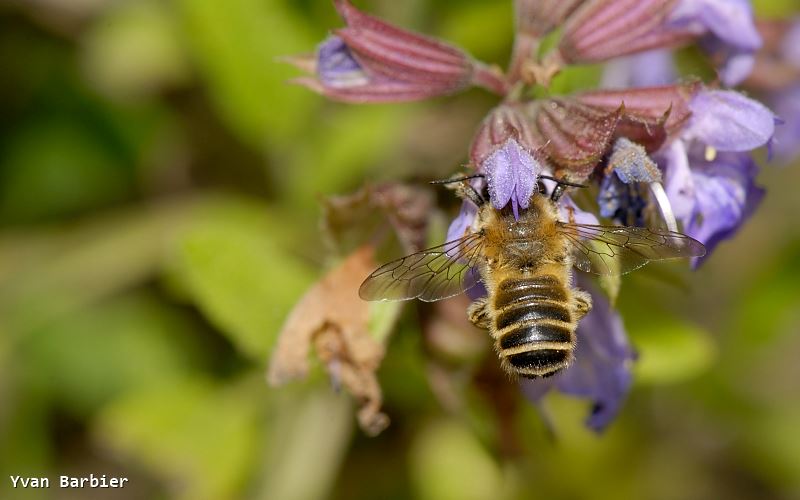 Megachile ericetorum