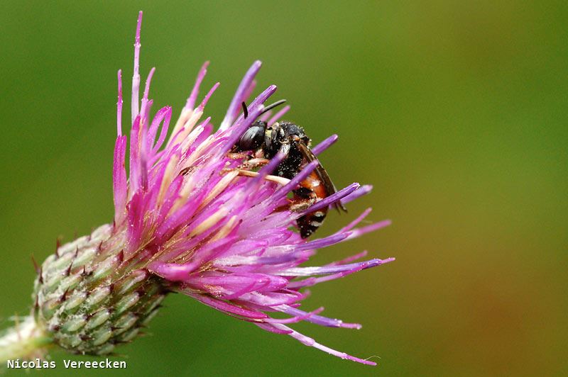 Epeoloides coecutiens