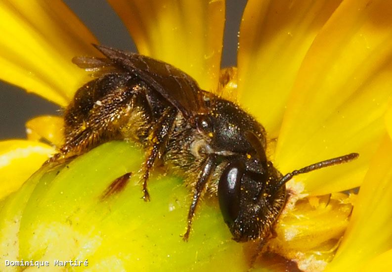 Lasioglossum (Ctenonomia) mahense