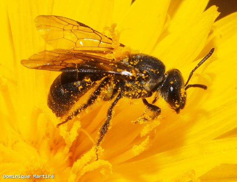 Lasioglossum (Ctenonomia) mahense