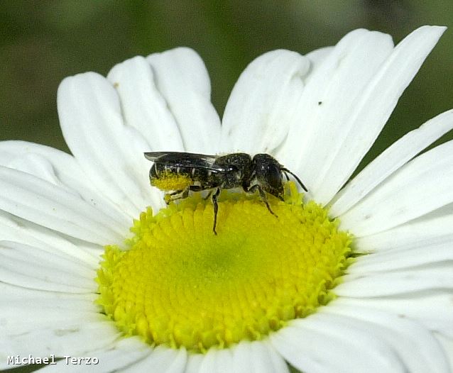 Heriades truncorum