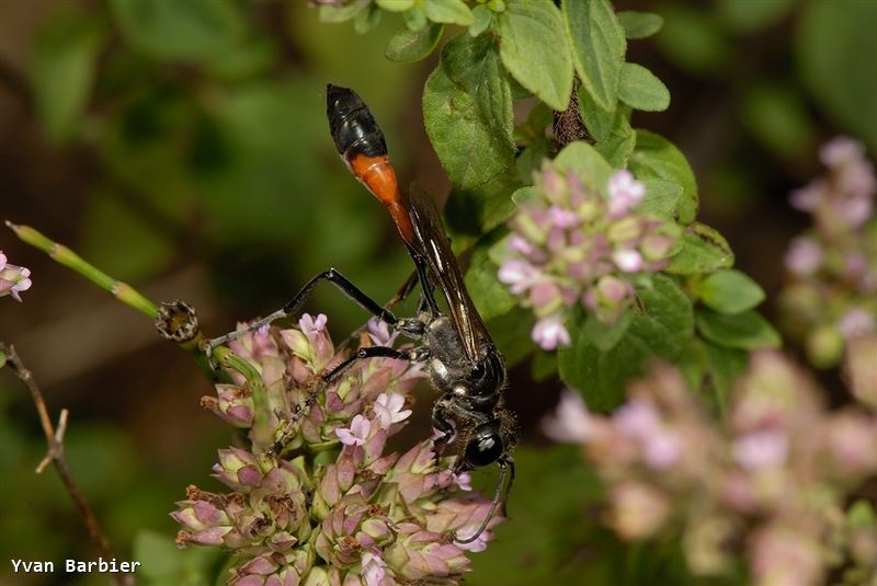 Hoplammophila armata