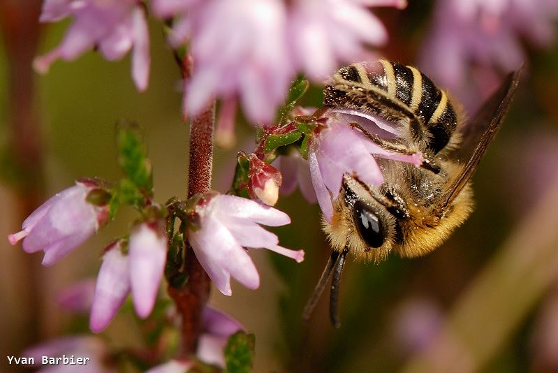 Colletes succinctus