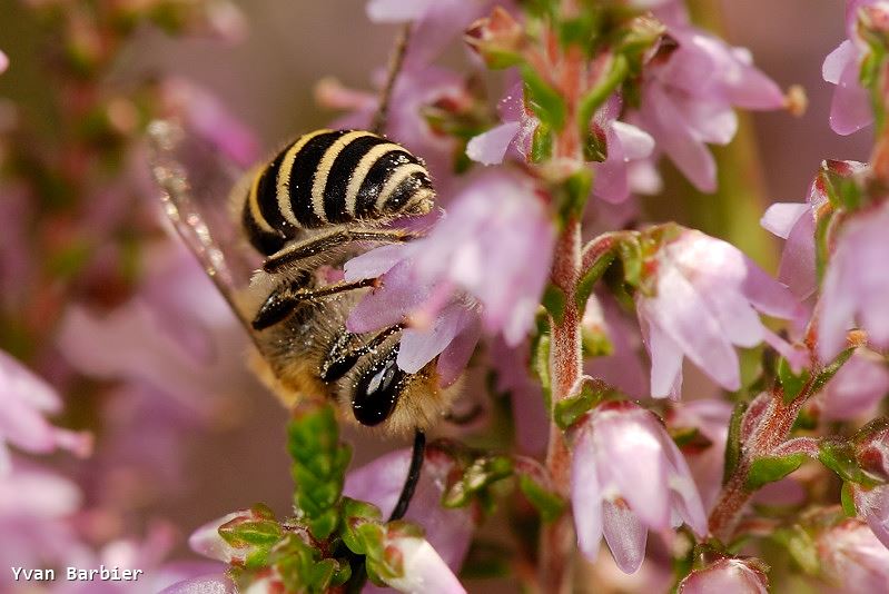 Colletes succinctus