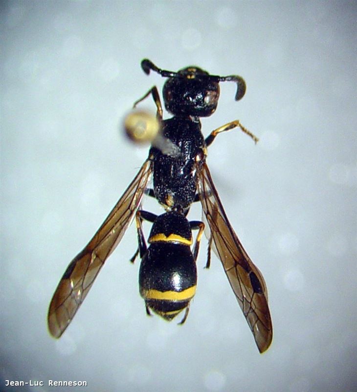 Symmorphus_debilitatus_F.jpg