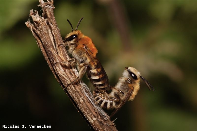 Colletes halophilus